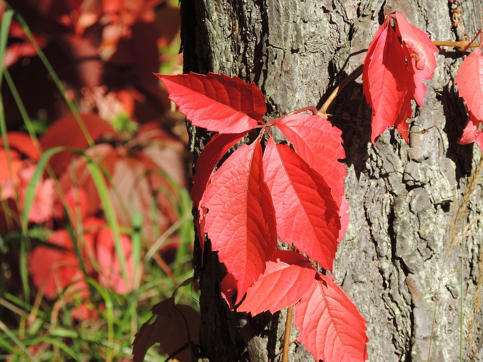 Autumn tribe leaves