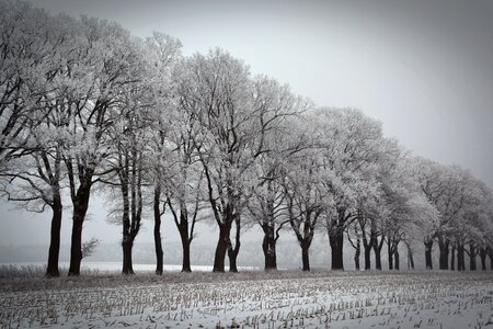 Winter trees wintry cold photo