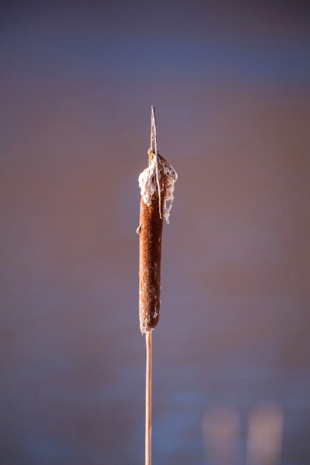 Swamp water reed