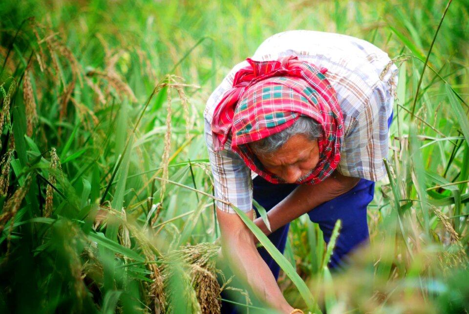 Agriculture rice harvesting