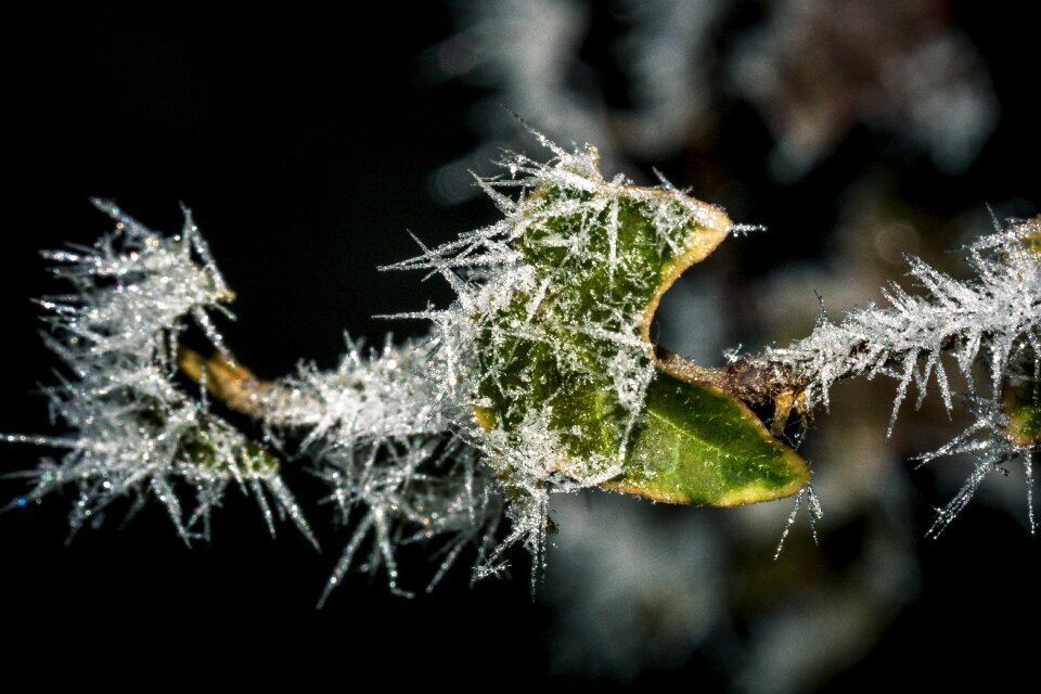 Winter leaves nature