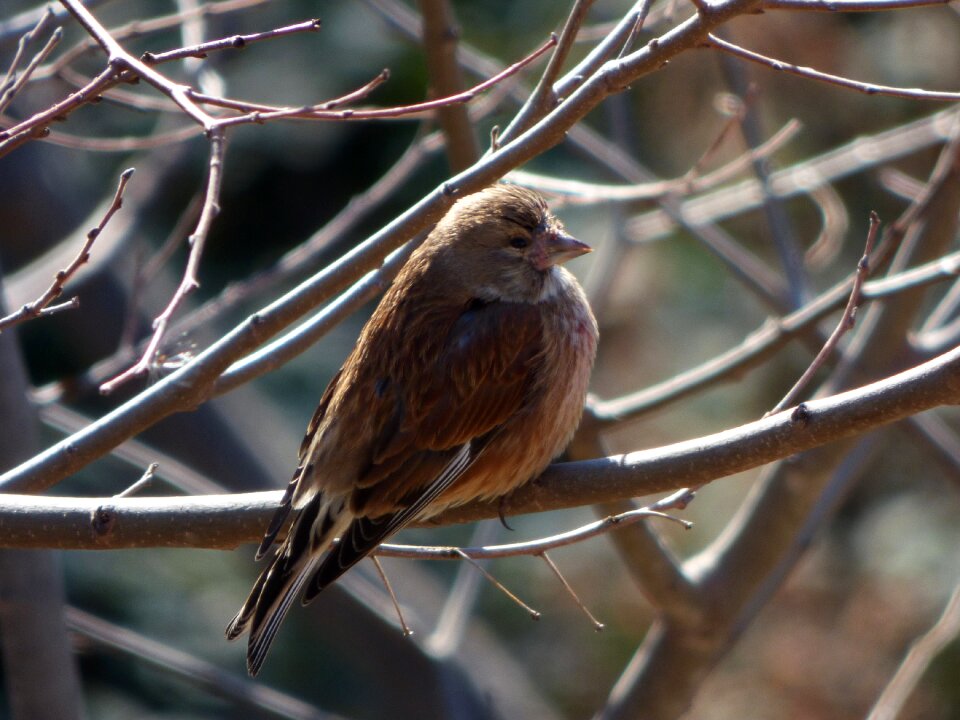Branch cold bird