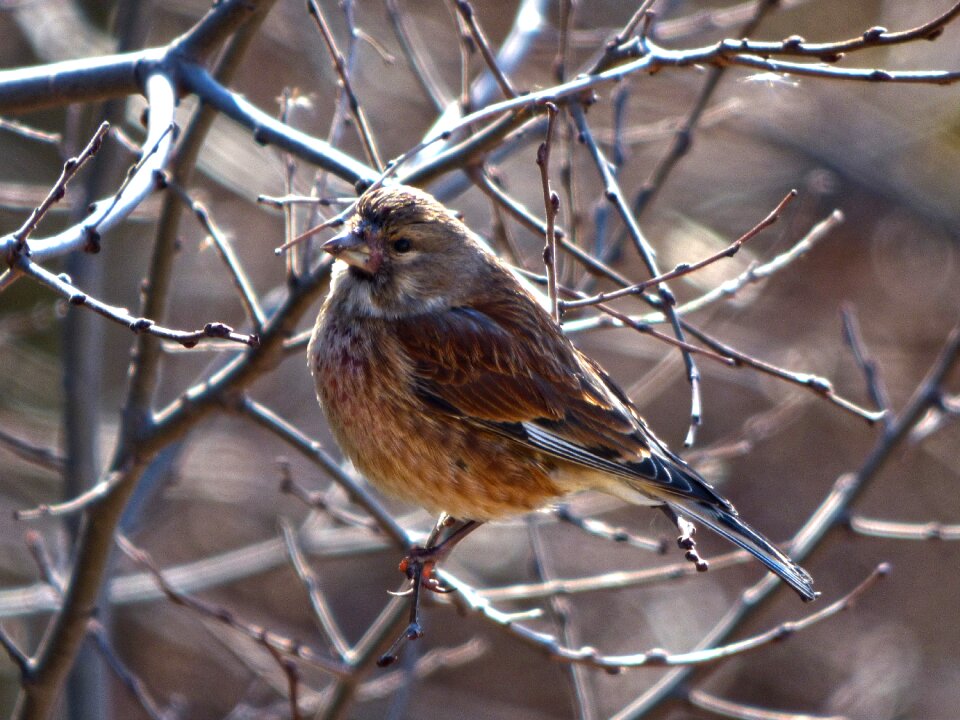 Branch cold bird