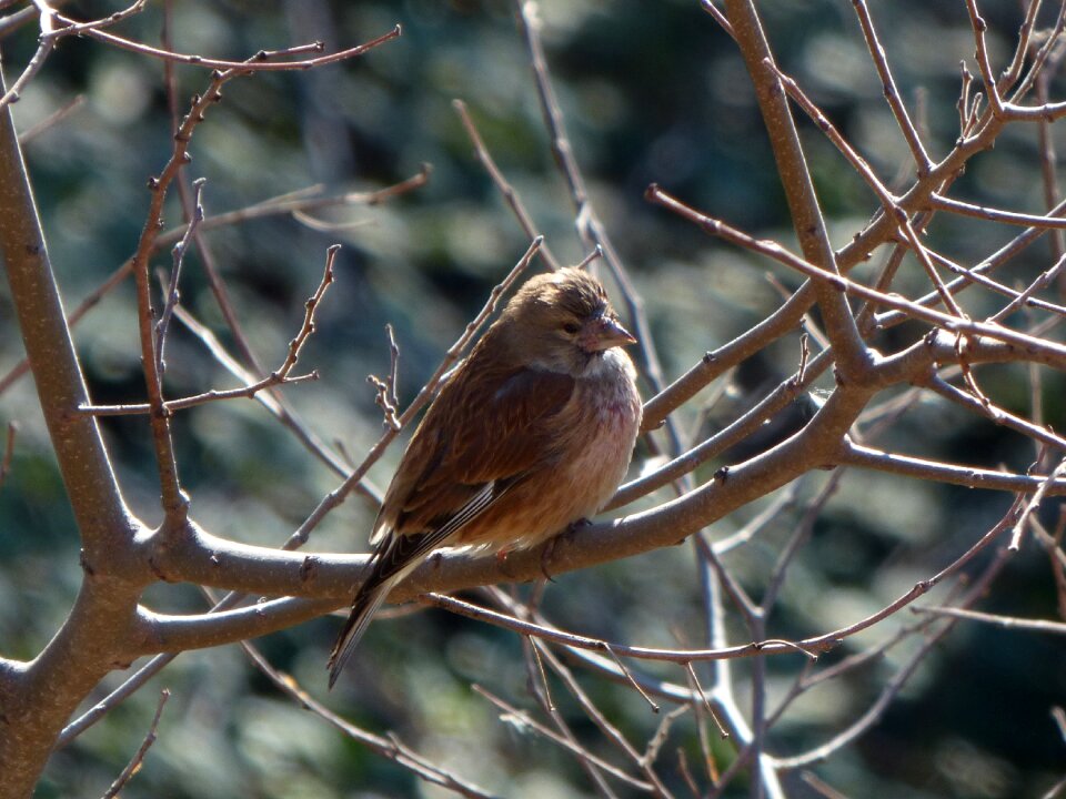 Branch cold bird