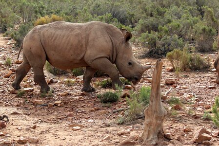 Baby rhinoceros big five wild animals photo