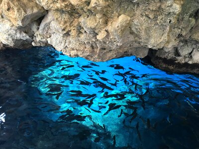 Fish corfu greece photo