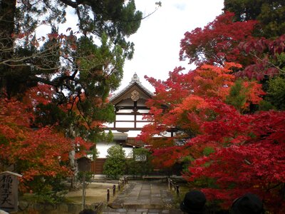 Foliage temple