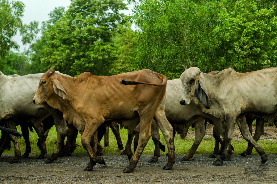 Farming farm animal