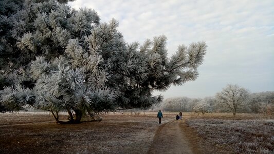 Landscape ripe heide