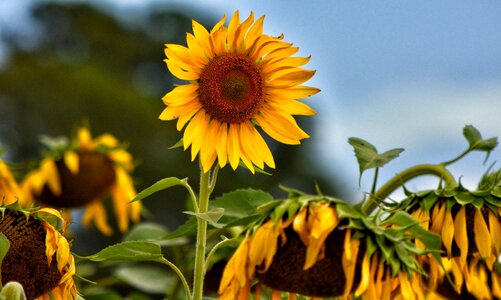 Landscape nature flower
