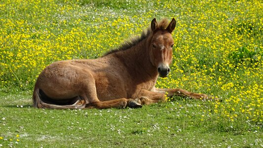 Horse green grass