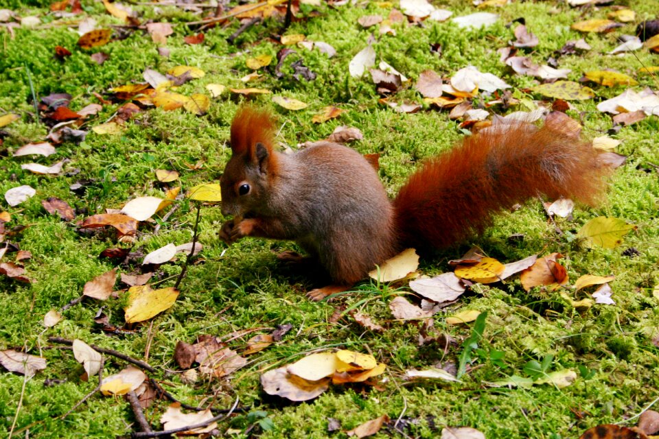 Forest autumn wild