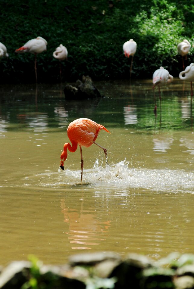 Wild animal nature