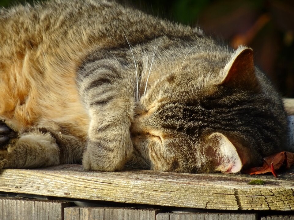 Sleep cat lying animals