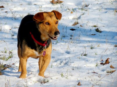 Winter animal view photo