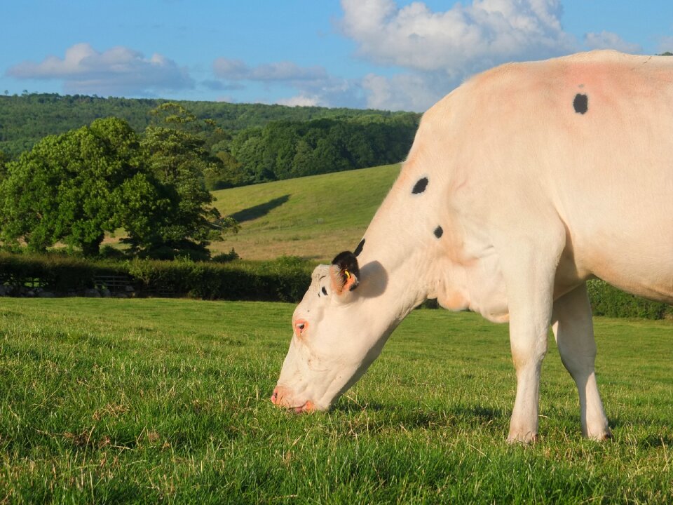 Farm animal agriculture