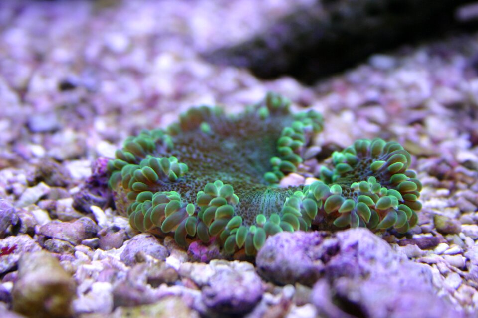 Underwater tropical