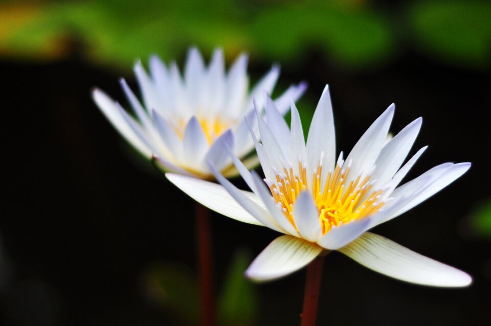 Nature bloom natural