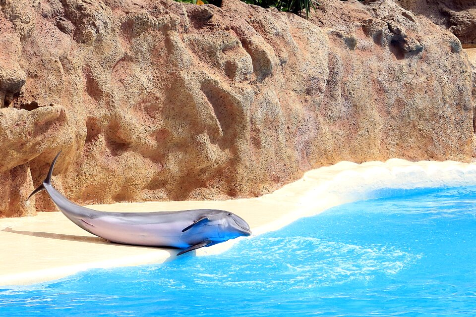 Aquarium mammal loro park