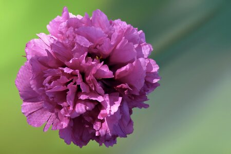 Peony summer summer flower