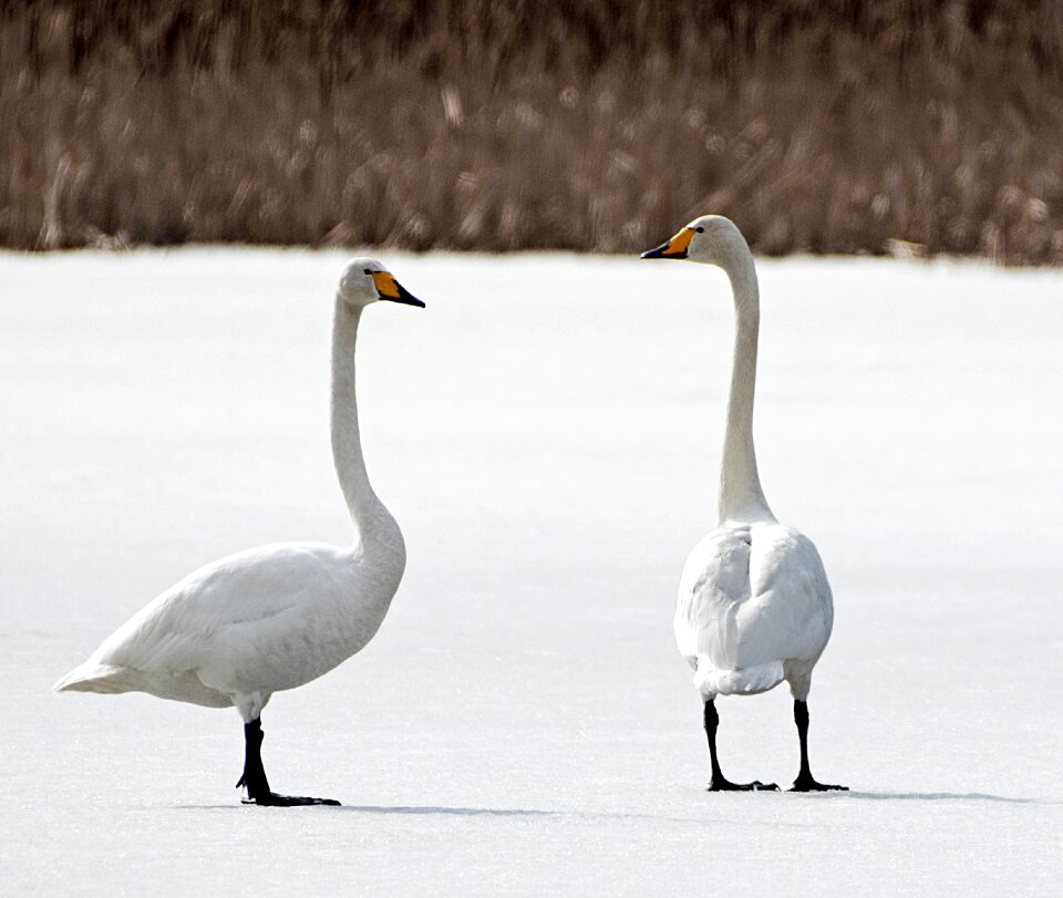 Swan finnish ice