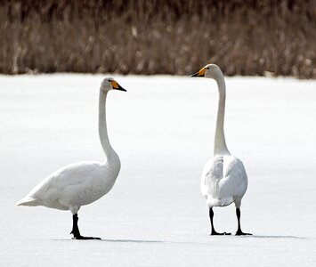 Swan finnish ice photo