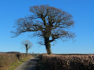 Natural lane hedge