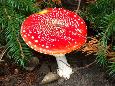 Autumn mushroom picking toxic photo