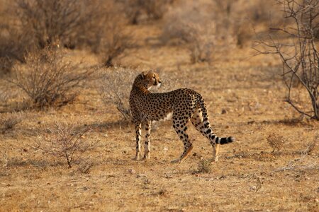 Jaguar africa nature photo