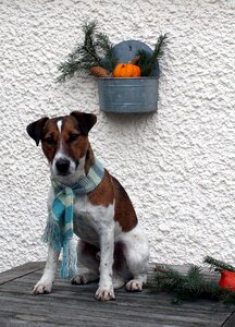 Animal photo cute autumn