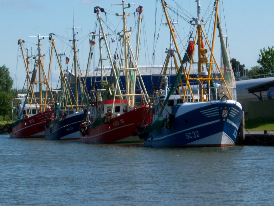 Shrimp north sea fishing