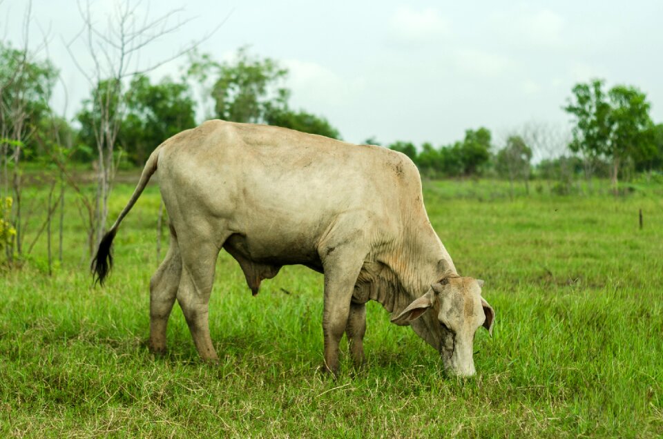 Farm farming landscape