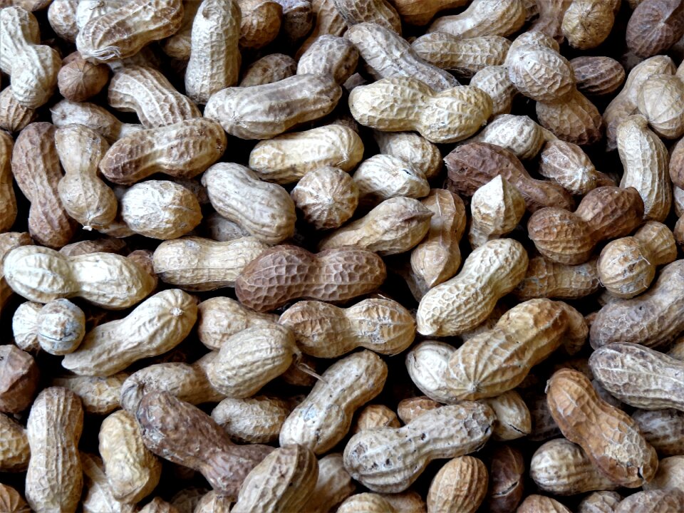 Legume shell edibles