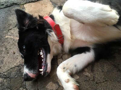 Border collie black and white dog collie photo