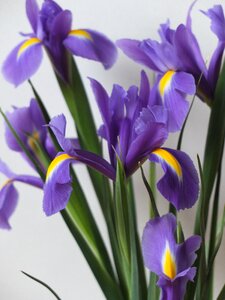 Nature garden spring