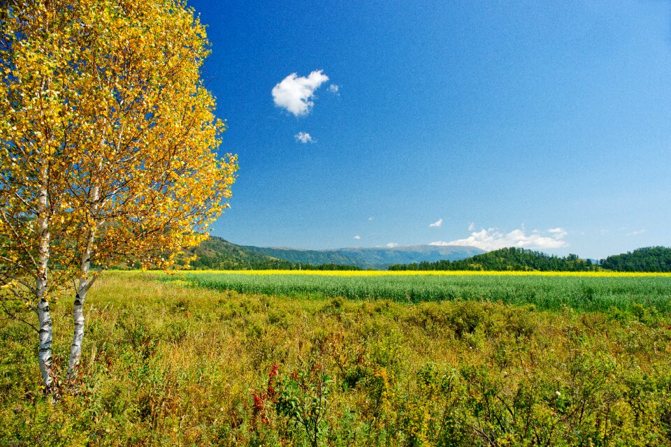 Nature golden autumn tree