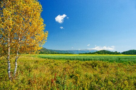 Nature golden autumn tree