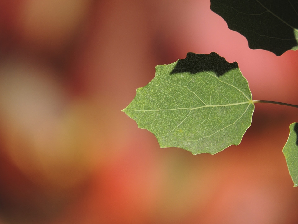 Fall foliage green plant