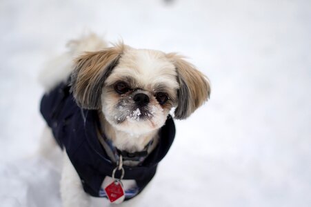 Snow winter white