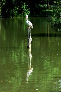 Wild animal nature