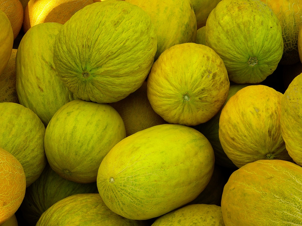 Honeydew melons eating fruit yellow