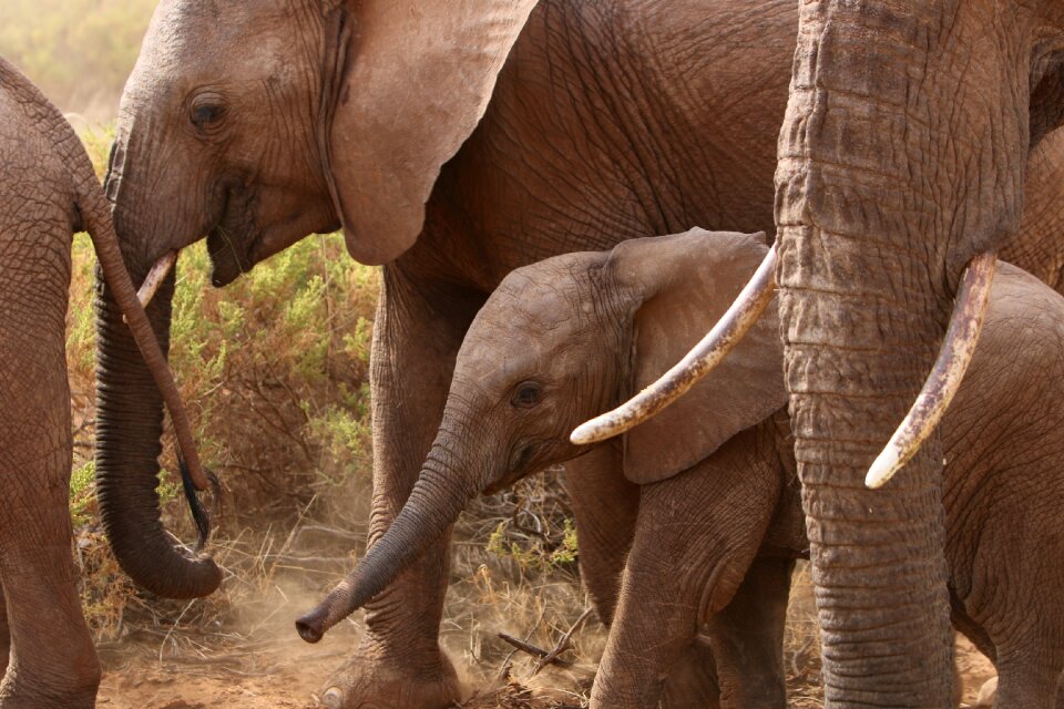 Elephants africa nature