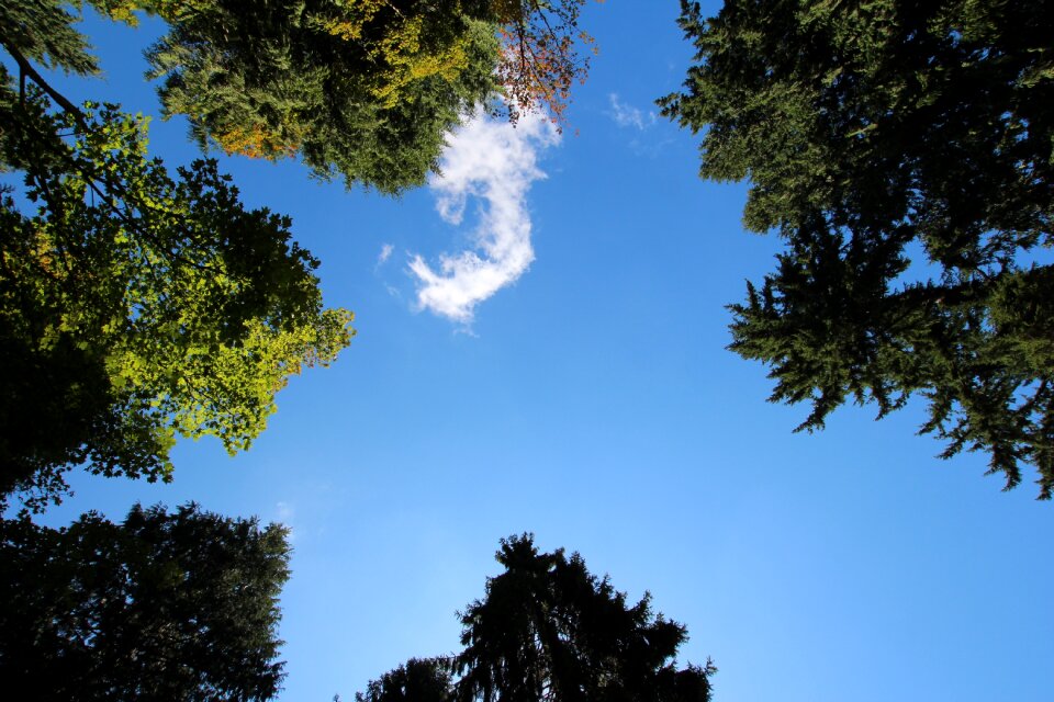 Nature blue sunshine