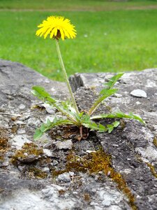 Yellow blossom bloom