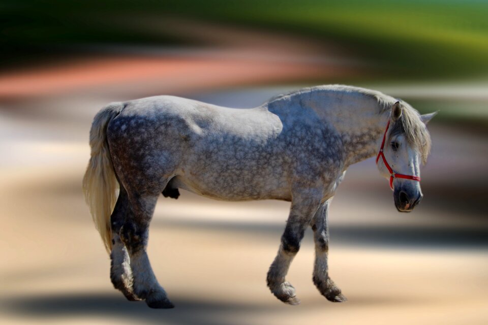 Bridle mammal ride