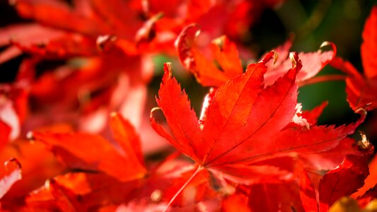 Seasons leaf leaves