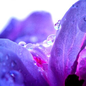 Pink flower purple of course