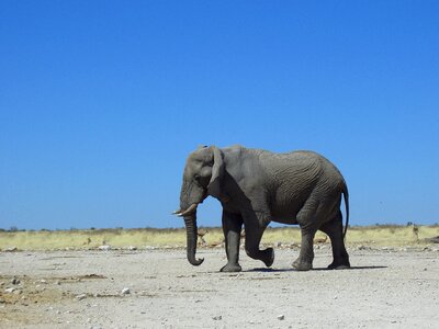 Desert africa fauna