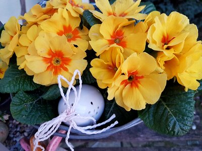 Flowers spring flowers yellow