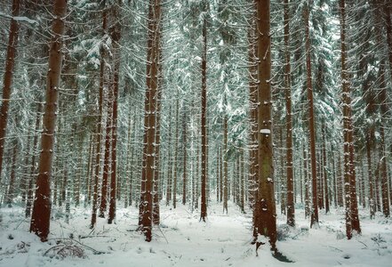 Winter forest wintry nature photo
